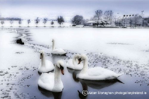 Winter Scene, Swans Waterworks, Belfast Winter Scene, Swans Waterworks, Belfast
(Winter Scene, Swans Waterworks, Belfast)