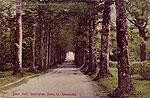 Roscommon - Rockingham - Beech Walk
(great old Irish photo image)