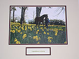 Leopardstown in Spring
(Daffodils in full bloom)