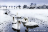 Winter Scene, Swans Waterworks, Belfast
(Winter Scene, Swans Waterworks, Belfast)