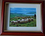 Shepherd, Dingle, Co Kerry, Ireland
(Irish Photo Print)