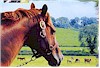Horse Racing posters